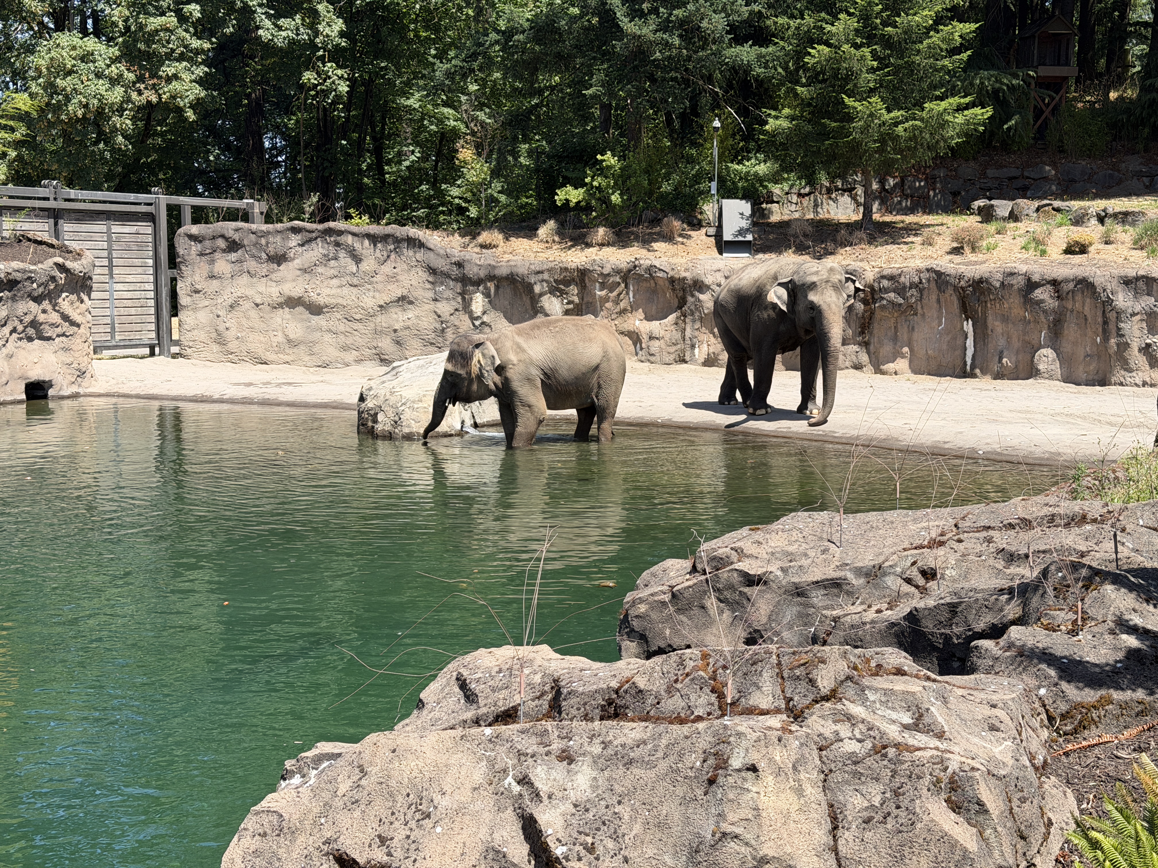 Two elephants wading at the edge of their pool.