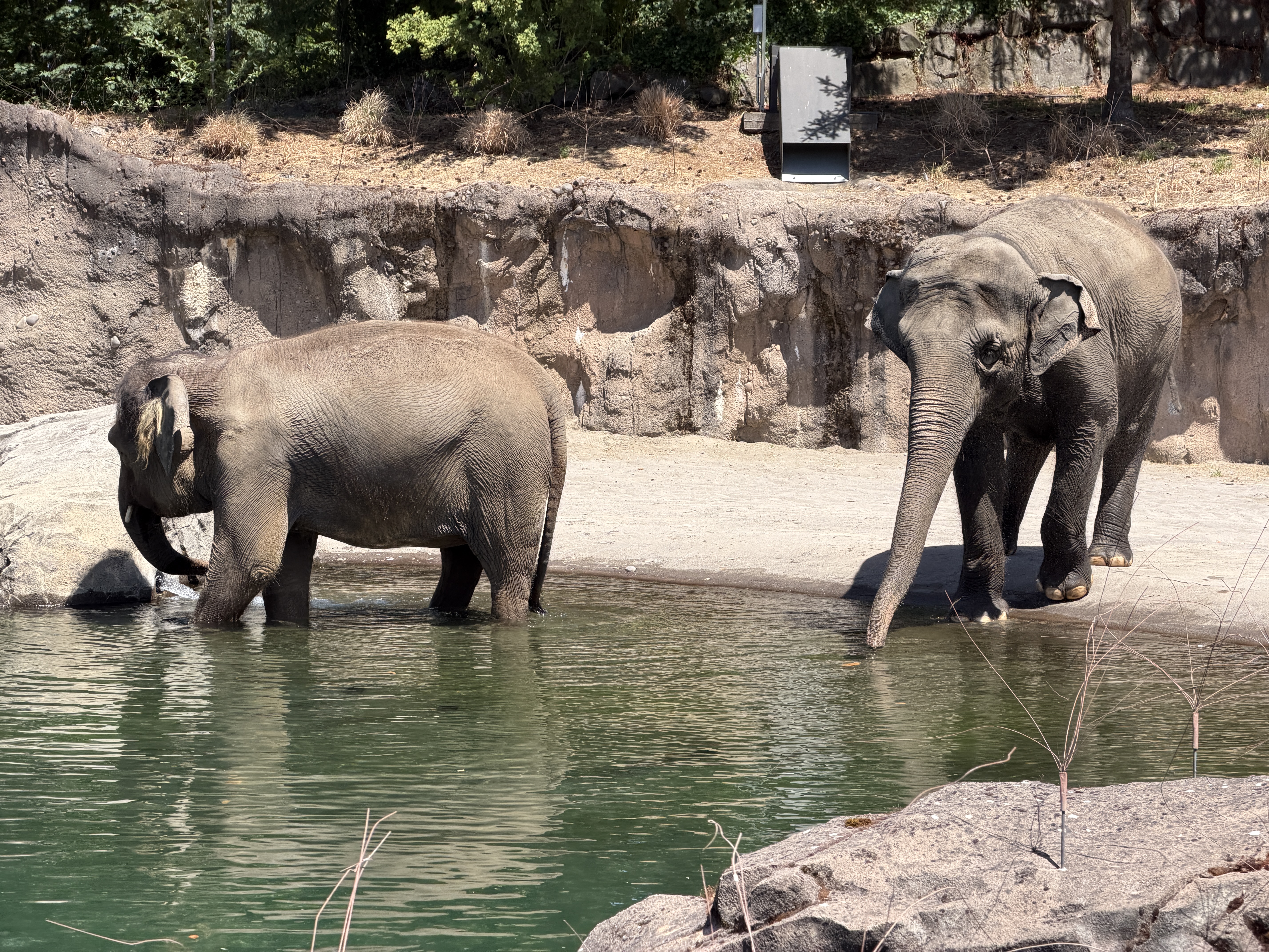 Two elephants standing in the water.