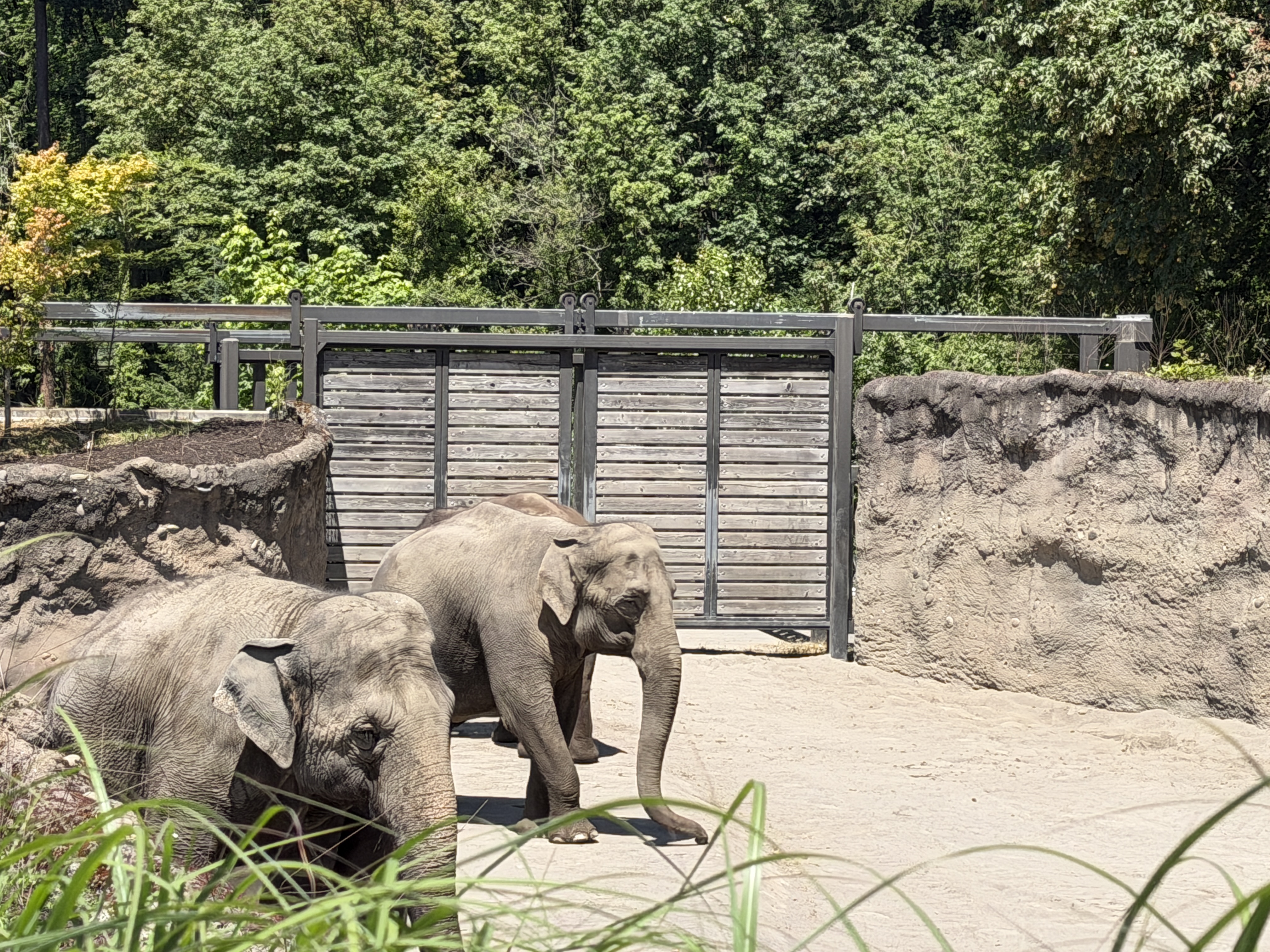 Two elephants in their yard by a wooden gate.