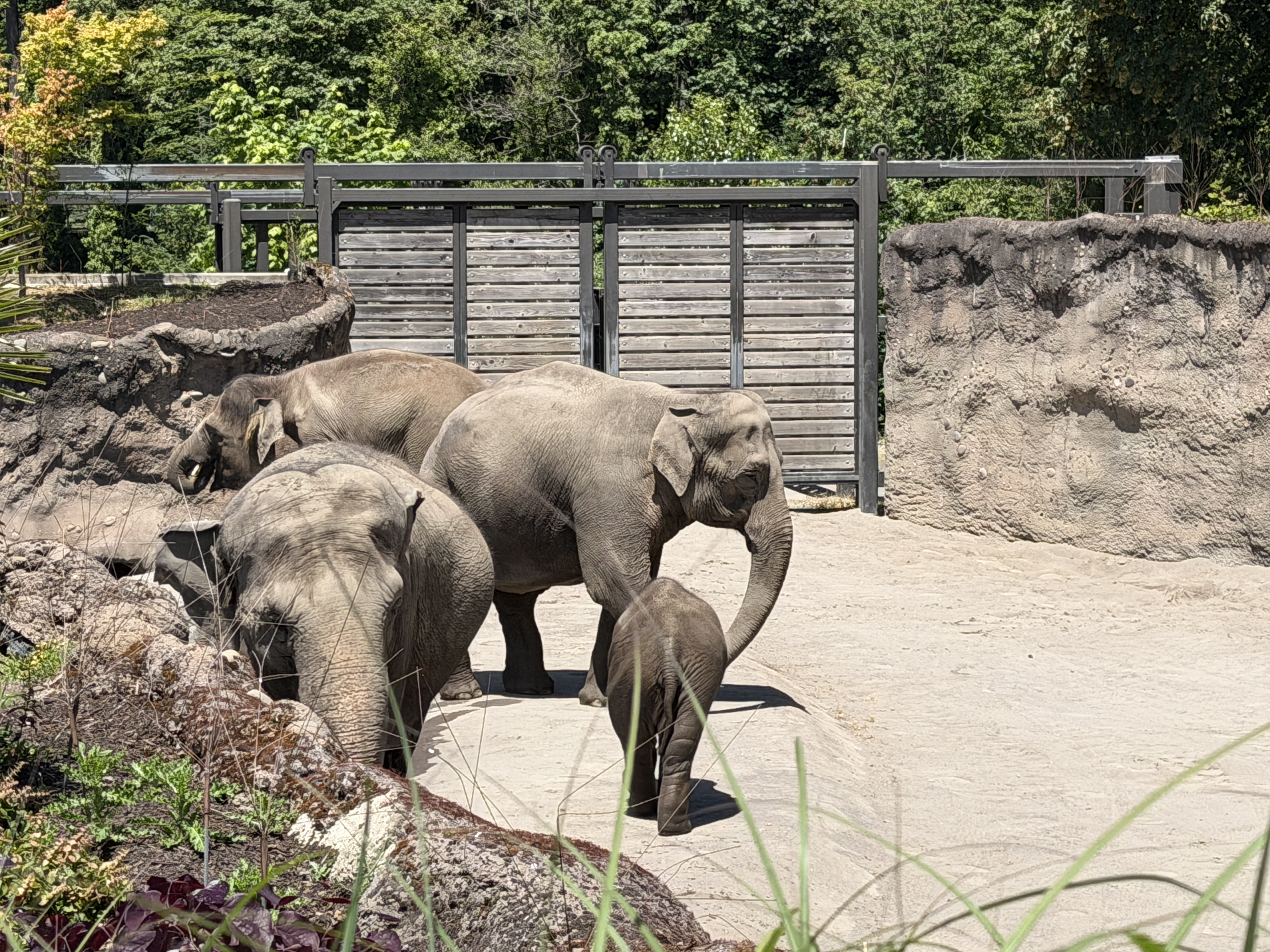 Three adult elephants and a calf walking through their yard.
